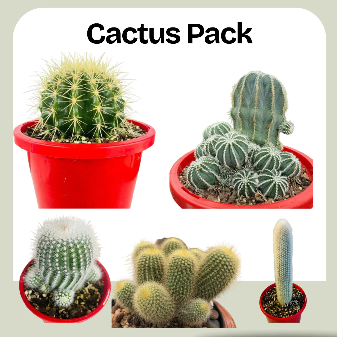 Bring Nature Home with Style