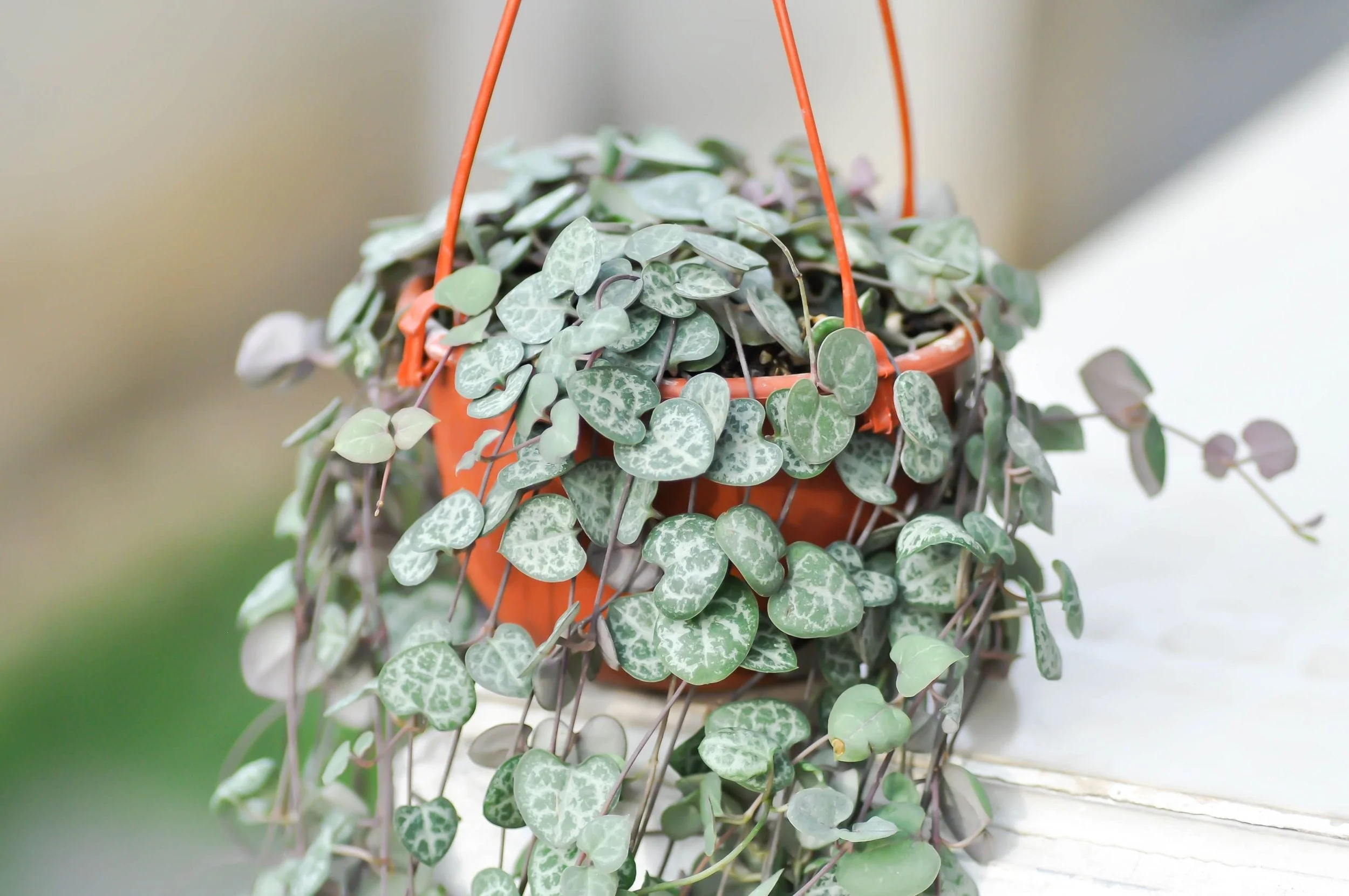 Wholesale Trailing & Hanging Plants