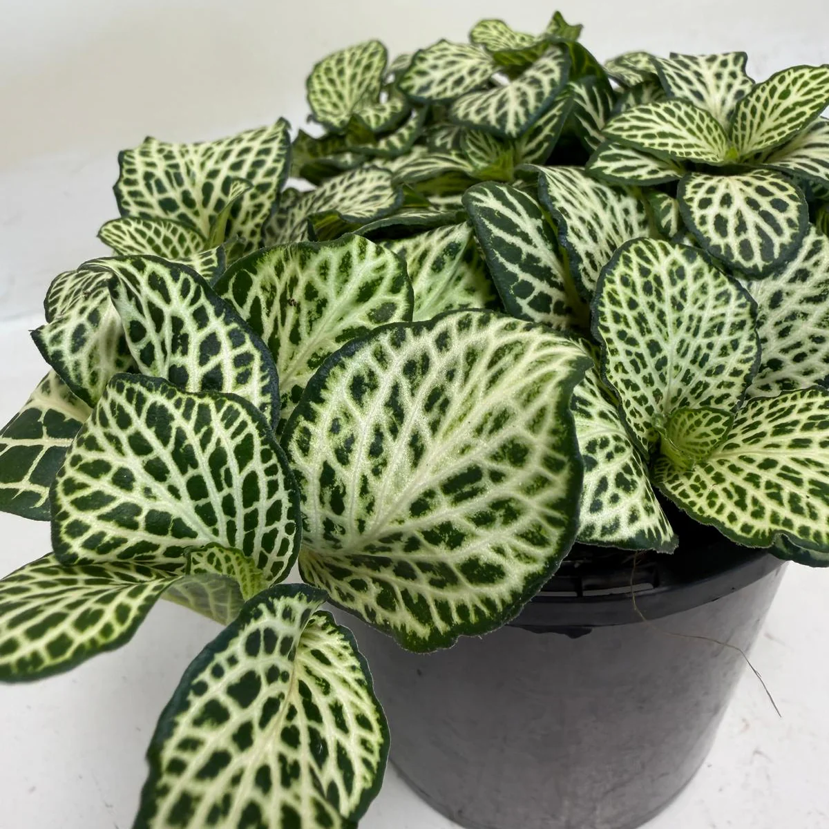 Plants under 20 AUD